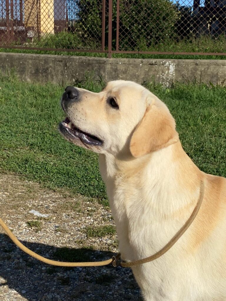 Labrador Cuccioli