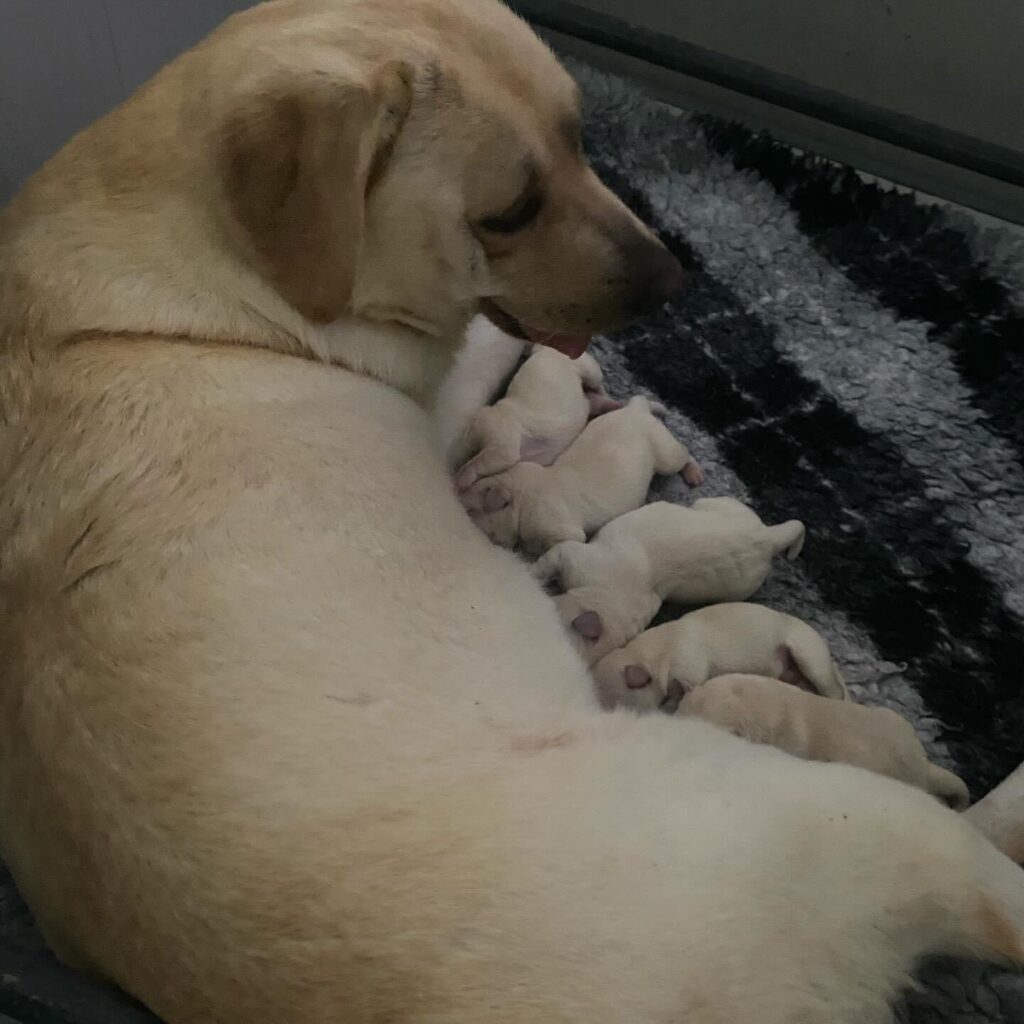 Labrador Cuccioli