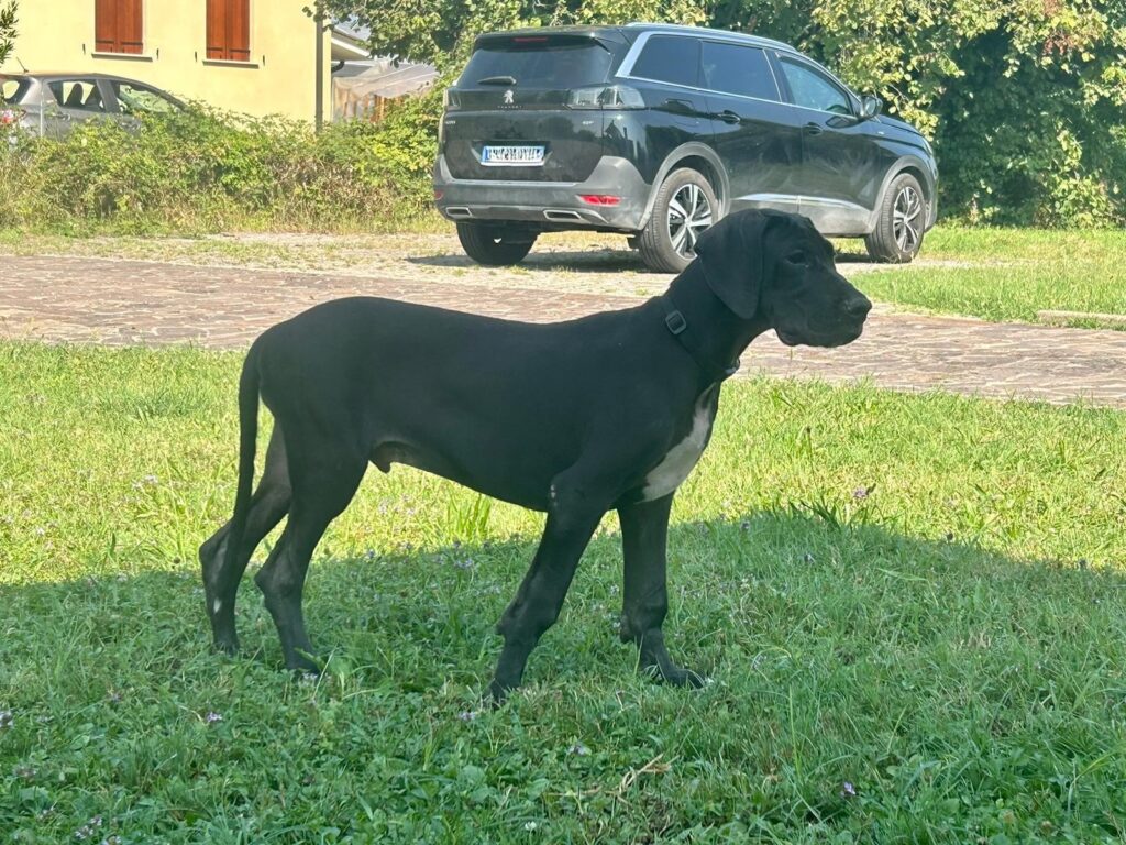 CUCCIOLI ALANO NERO