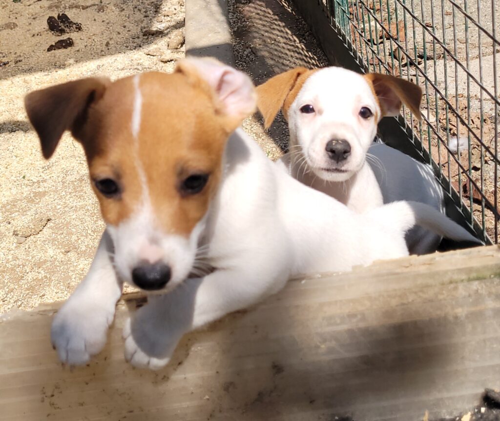 cuccioli jack russell pelo liscio