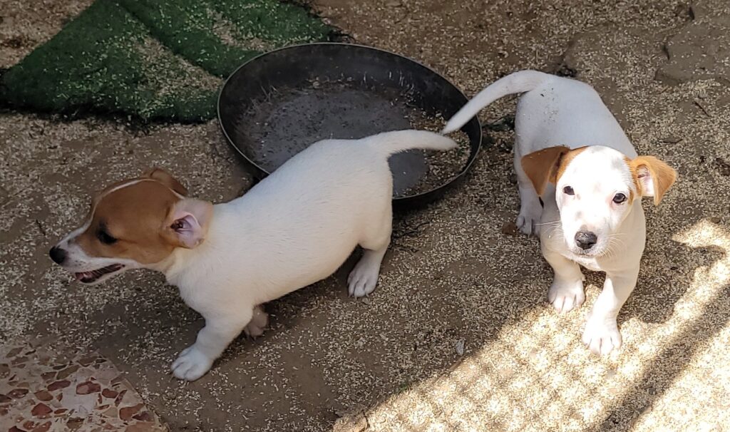 cuccioli jack russell pelo liscio