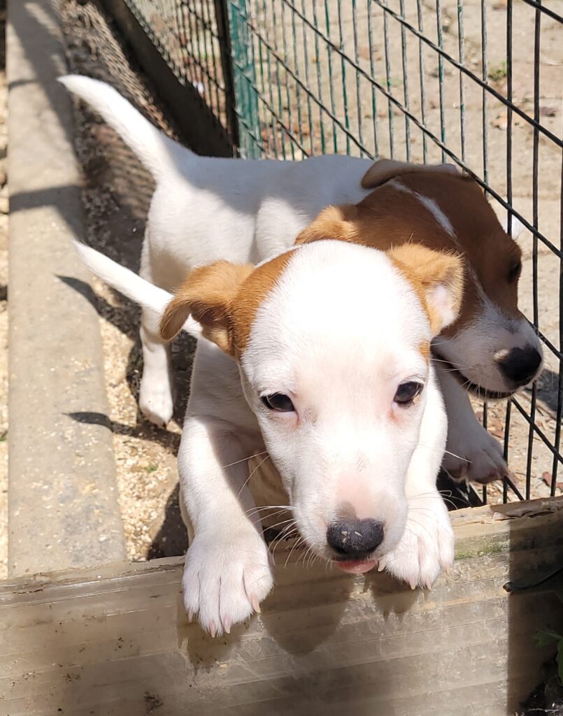 cuccioli jack russell pelo liscio