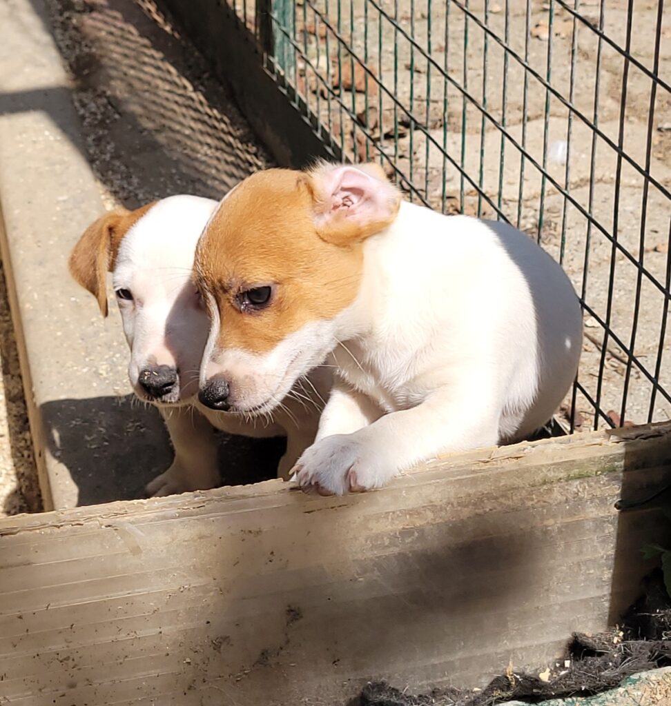 cuccioli jack russell pelo liscio