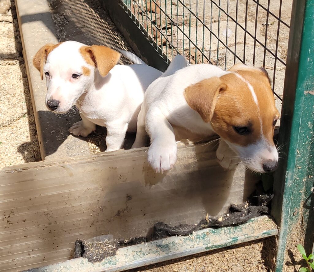 cuccioli jack russell pelo liscio