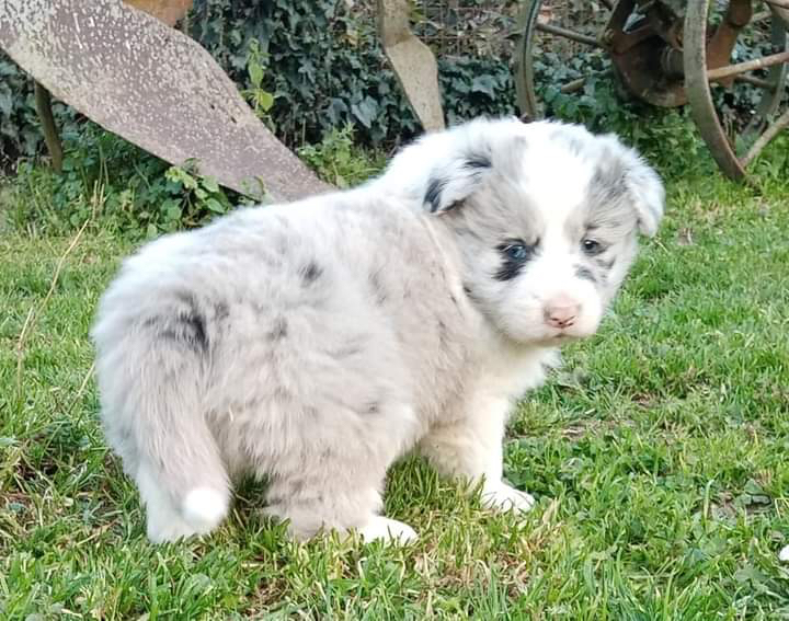 Cuccioli Border Collie