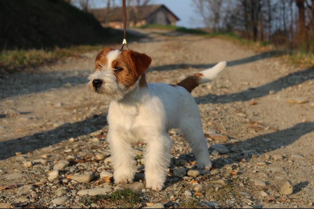 Jack Russell maschio con pedigree