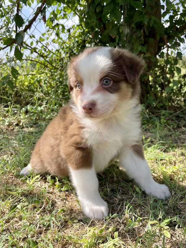 Cuccioli - Australian Shepherd/Pastore Australiano