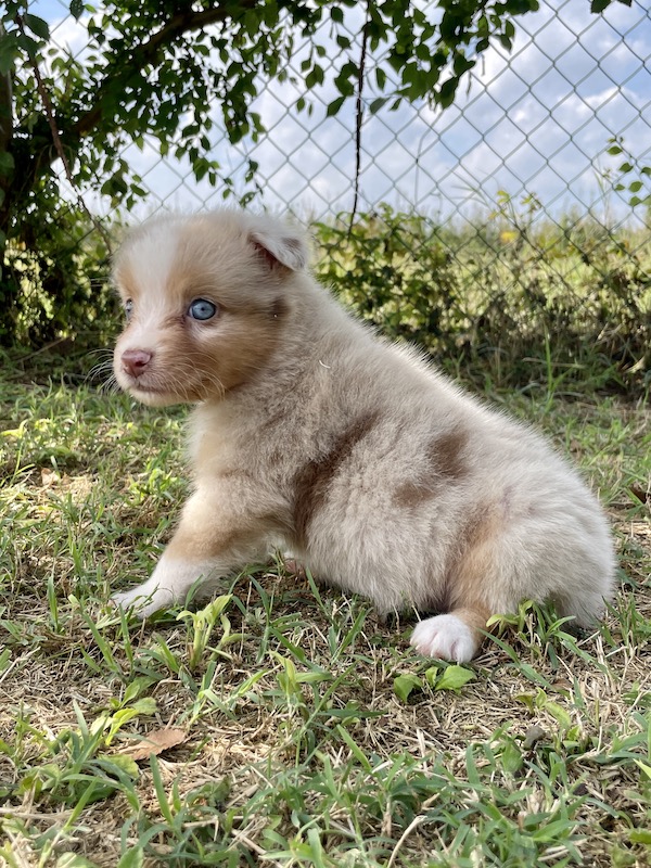 Cuccioli - Australian Shepherd/Pastore Australiano