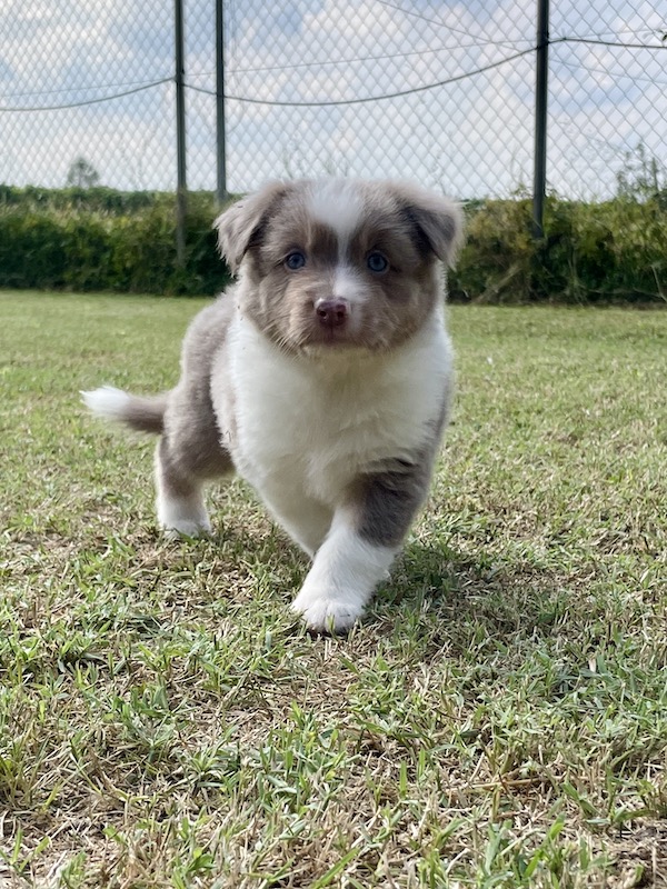 Cuccioli - Australian Shepherd/Pastore Australiano