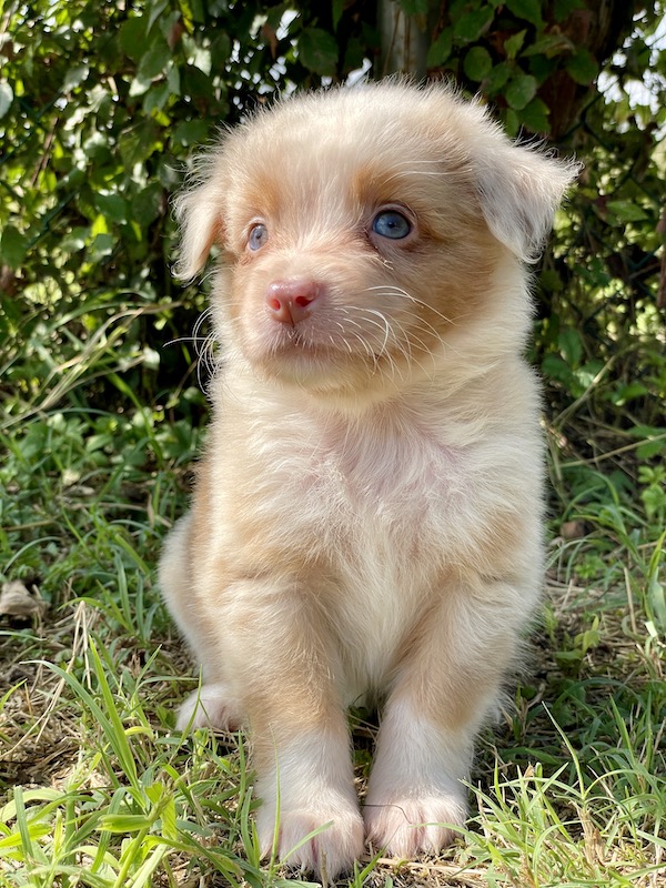 Cuccioli - Australian Shepherd/Pastore Australiano