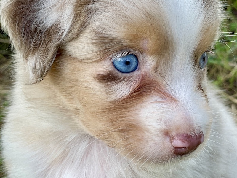 Cuccioli - Australian Shepherd/Pastore Australiano