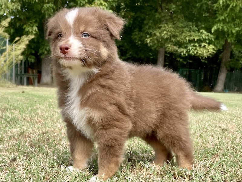 Cuccioli - Australian Shepherd/Pastore Australiano