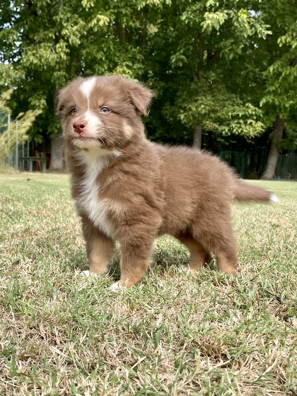 Cuccioli - Australian Shepherd/Pastore Australiano