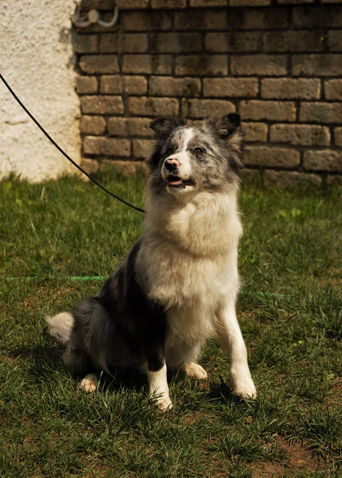 Cuccioli Border Collie