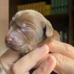 Cuccioli Labrador