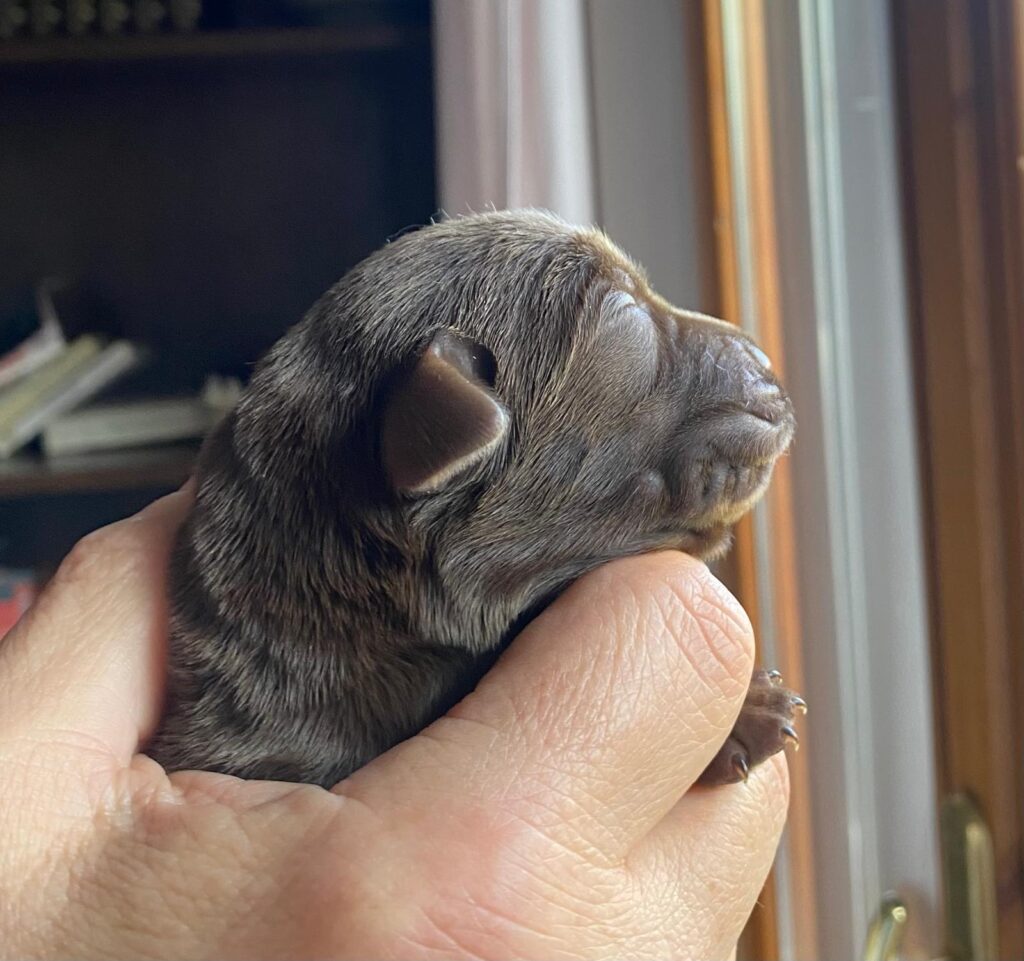 Cuccioli Labrador