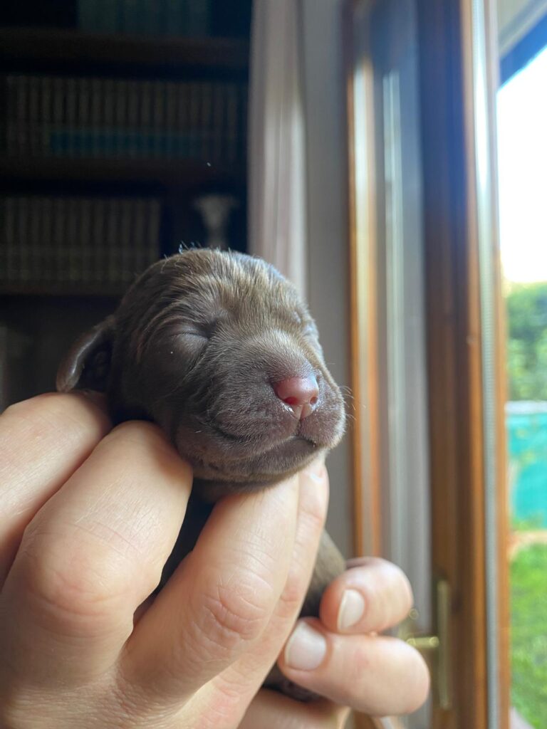 Cuccioli Labrador