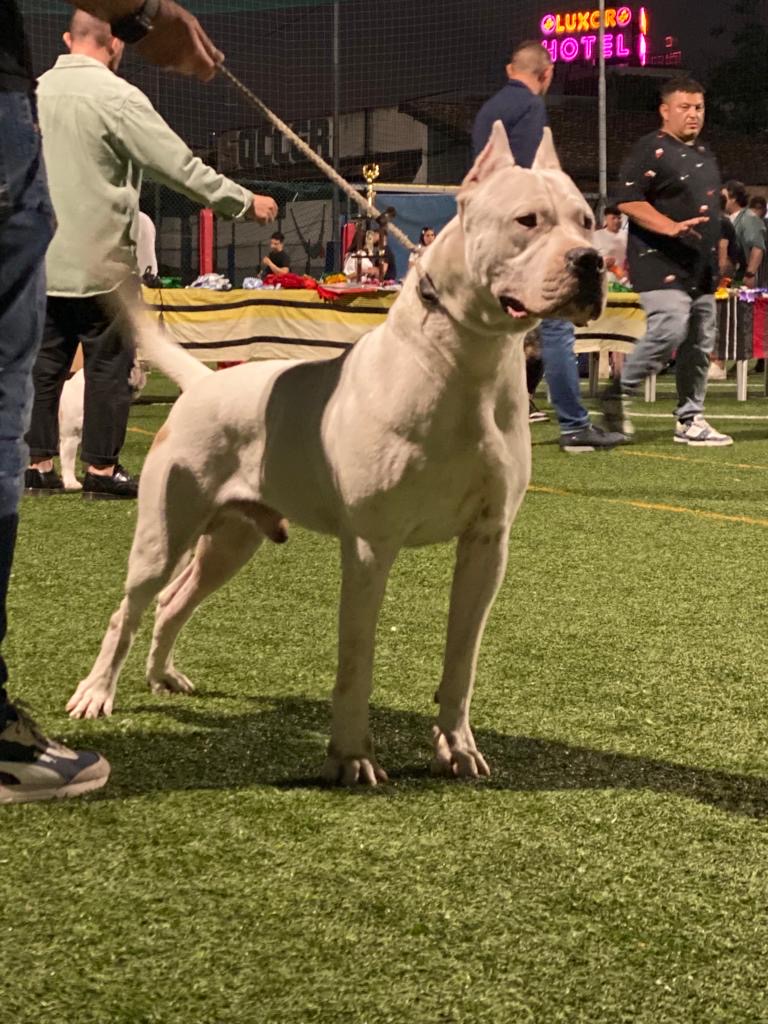 Cuccioli dogo argentino