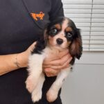 cavalier king