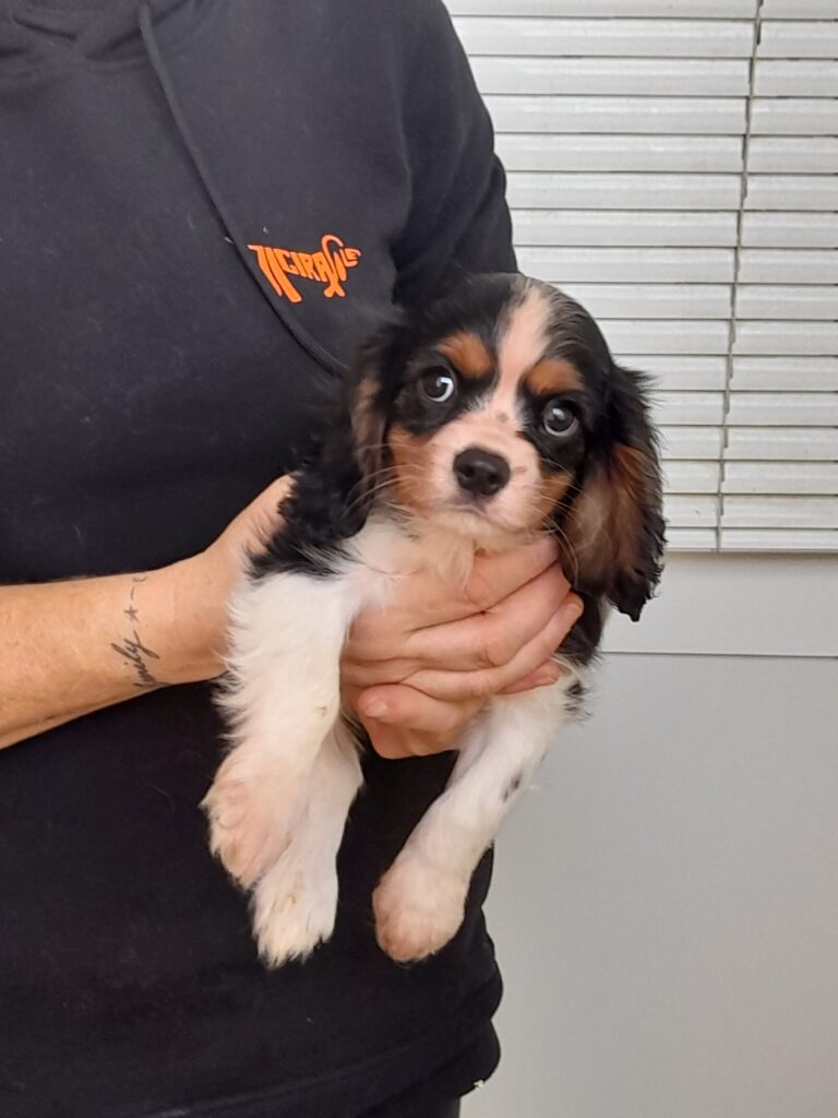 cavalier king