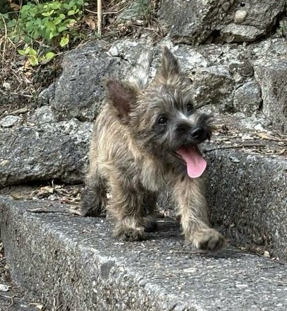 CAIRN TERRIER