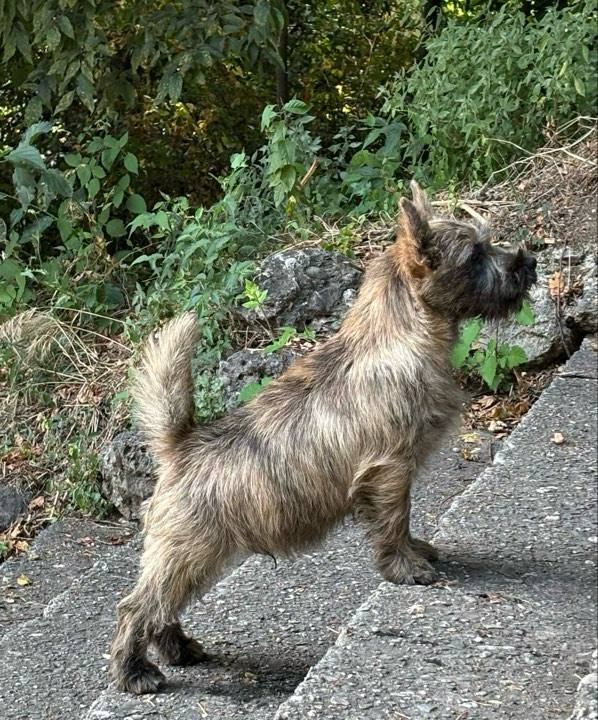 CAIRN TERRIER