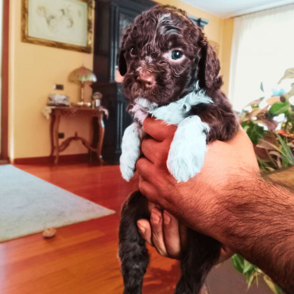 Cuccioli in vendita Dolcissimi! -