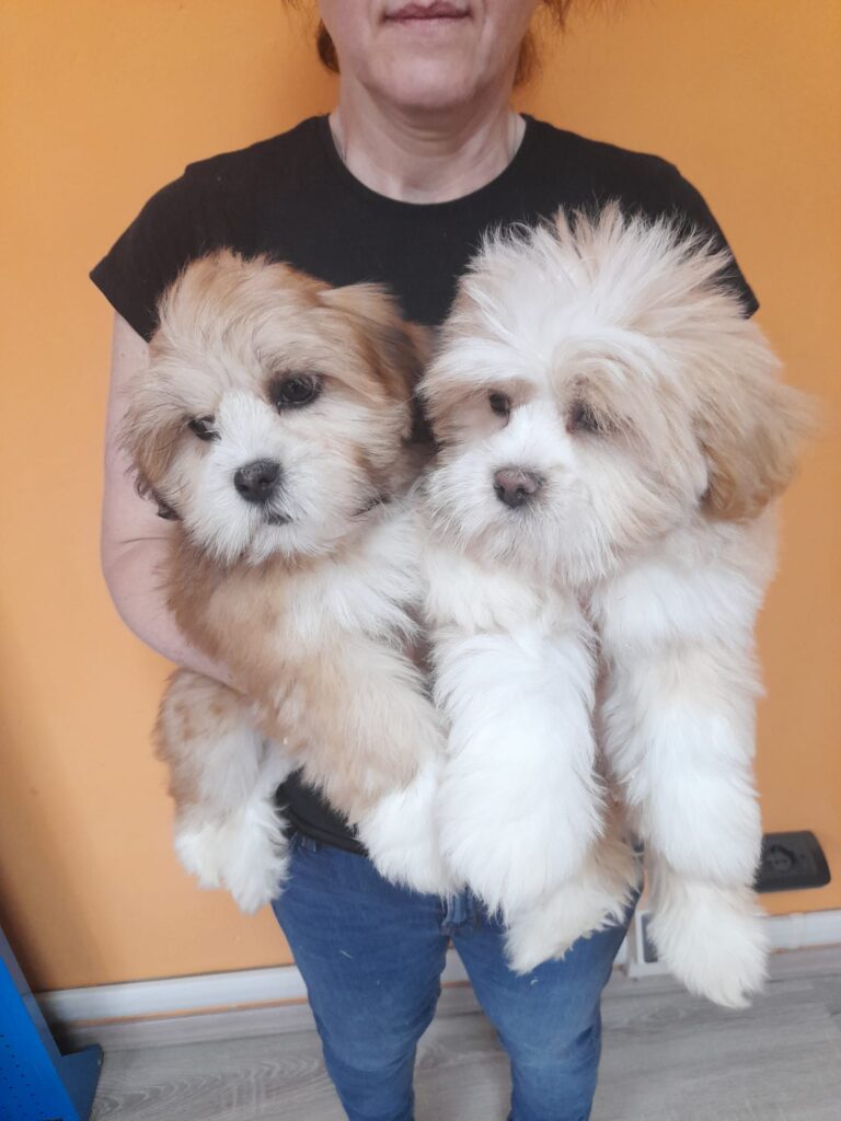 Lhasa apso