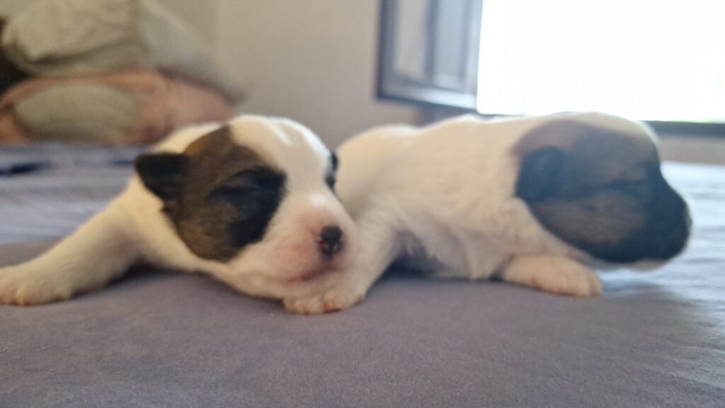 Cuccioli di Jack Russell