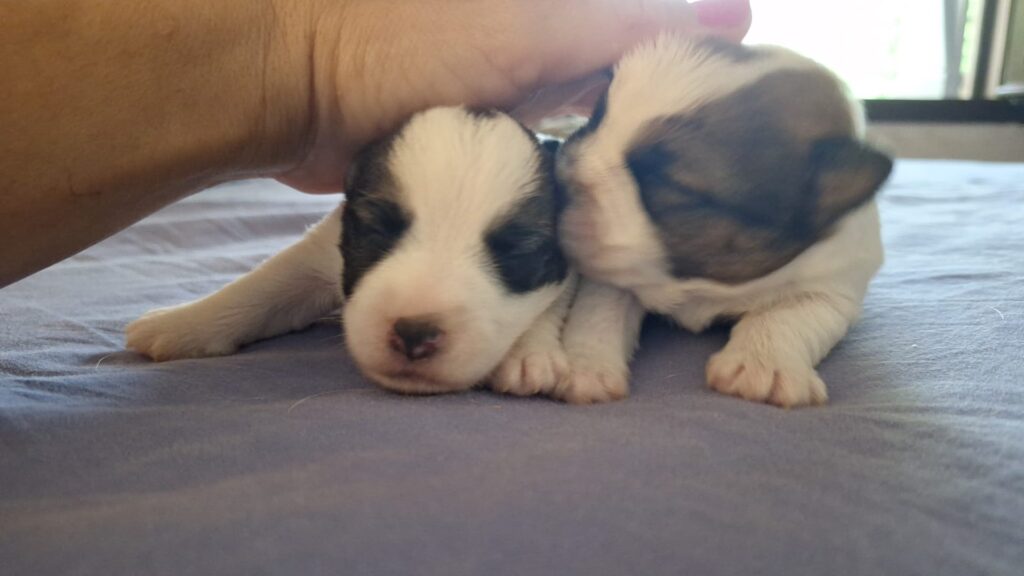 Cuccioli di Jack Russell