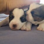 Cuccioli di Jack Russell