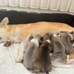 Meravigliosi cuccioli di chihuahua con pedigree enci