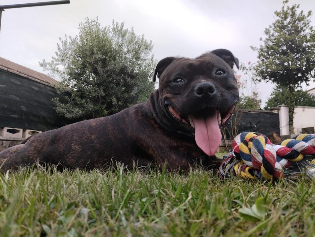 Staffordshire Bull Terrier cuccioli