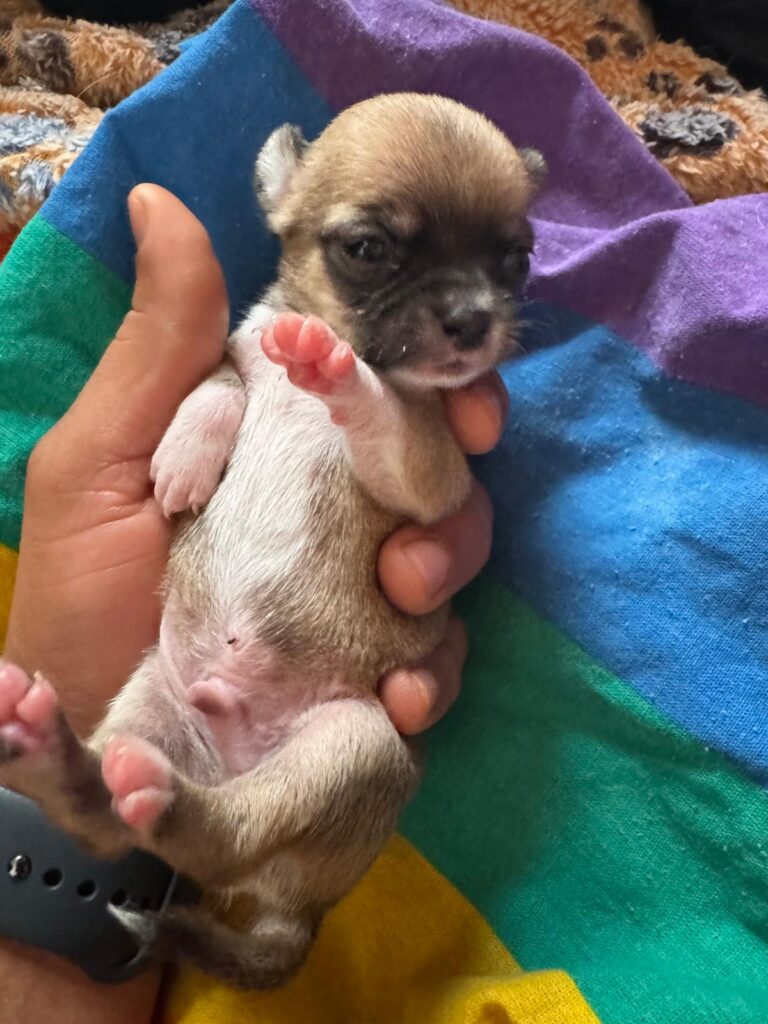 Meravigliosi cuccioli di chihuahua con pedigree enci