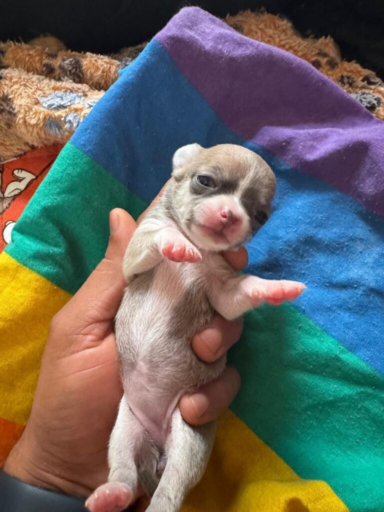 Meravigliosi cuccioli di chihuahua con pedigree enci