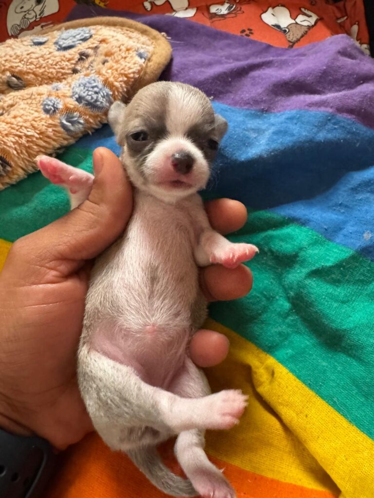 Meravigliosi cuccioli di chihuahua con pedigree enci