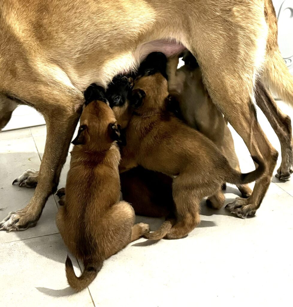 Cuccioli di Pastore Belga Malinois