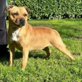 Staffordshire Bull Terrier cuccioli