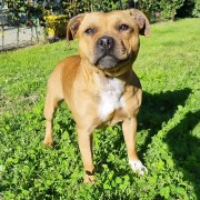 Staffordshire Bull Terrier cuccioli