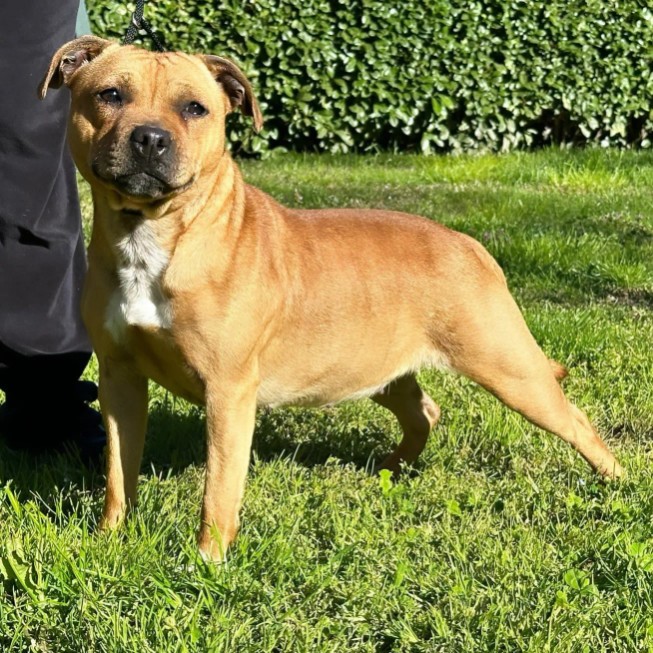 Staffordshire Bull Terrier cuccioli