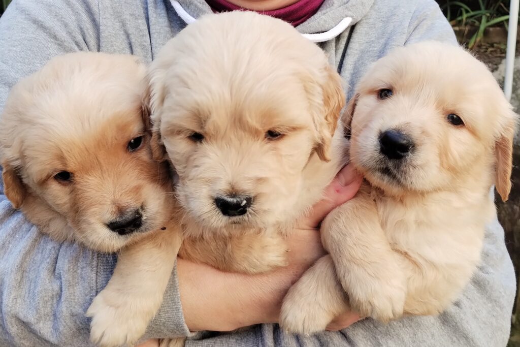 Cuccioli Golden Retriever Alta genealogia