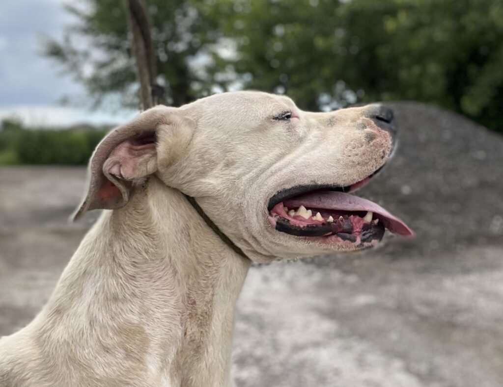 Cuccioli dogo argentino