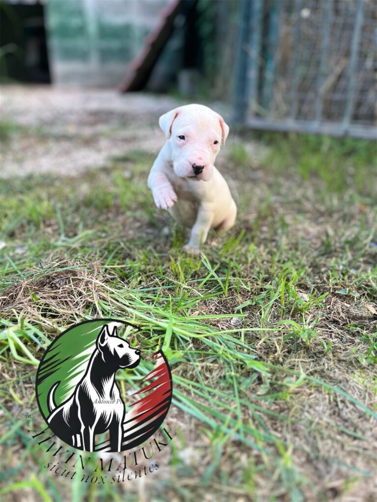 Cuccioli dogo argentino