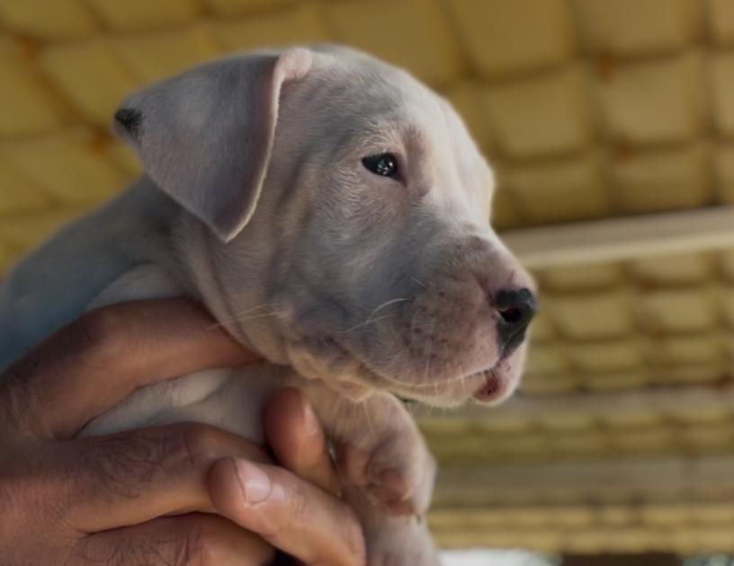 Cuccioli dogo argentino