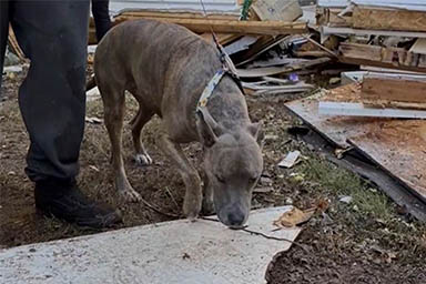 Trovato vivo sotto le macerie 6 giorni dopo l'esplosione della sua casa: il miracolo del cane Brandy