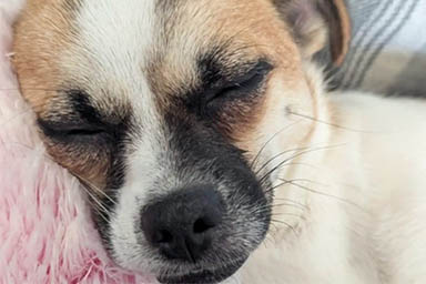 Il cane si smarrisce nei boschi, i proprietari grigliano per 5 giorni il suo cibo preferito per ritrovarlo