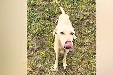 Trovato legato a un albero e scheletrico, ecco la rinascita del cane Zero