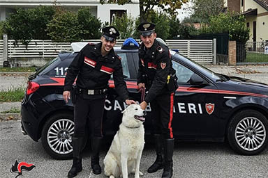 Cane vaga disorientato in tangenziale: salvo grazie ai Carabinieri