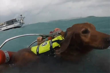 Rimangono bloccati in mare, uomo e cane salvati durante l'uragano Helene