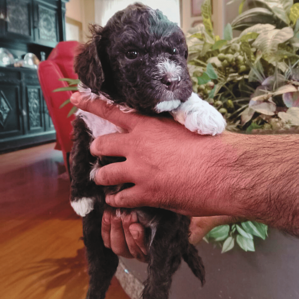 Cuccioli in vendita Dolcissimi! -